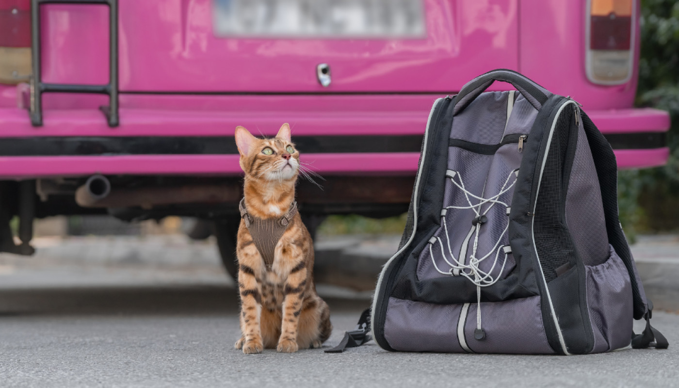 Quel est le meilleur sac de transport pour chat ?